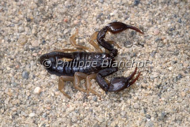 euscorpius flavicaudis.JPG - Euscorpius flavicaudisScorpion noir à queue jauneEuropean Yellow-tailed ScorpionScorpiones, ChactidaeFrance